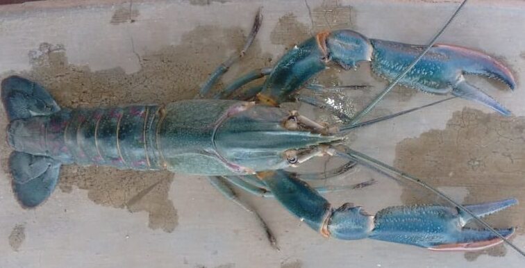 Noola redclaw crayfish