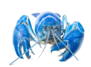 crayfish-blue-cherax-destructor-on-white-background-free-photosdf-removebg-preview